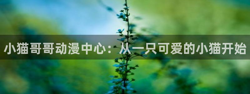 动漫之家在线观看：小猫哥哥动漫中心：从一只可爱的小猫开始